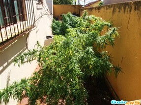 Polícia de Goioerê prende homem que cultivava três pés de maconha no quintal